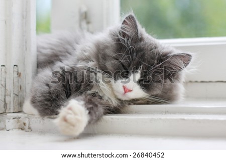 picture of sleeping kitten on window ledge