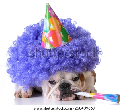 birthday dog - bulldog wearing clown wig and birthday hat on white background