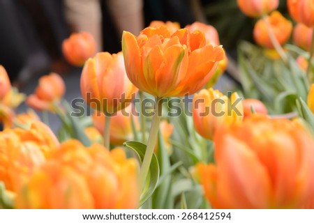 Tulips flower beautiful in garden plant