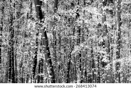 Birch forest. The image  is inverted.
