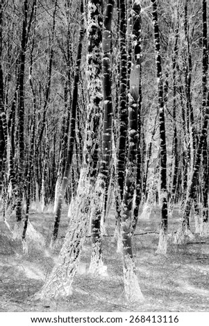Birch forest. The image  is inverted.
