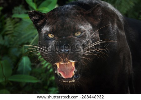  black panther  Royalty-Free Stock Photo #268446932