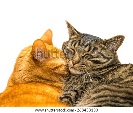 Two cats sleeping together. Isolated on white background.