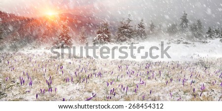 Crocuses  snow drilling spring flowers that are born after the first cold winter and greet the sun among the wild mountains and fields of the Carpathians and Transcarpathian Ukraine in Eastern Europe.