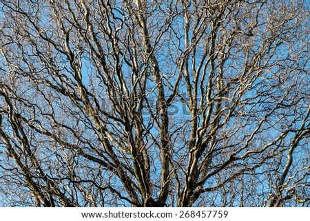 Deciduous tree with bare branches and blue sky