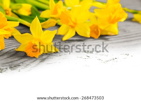 Abstract background made of daffodils with white space for text