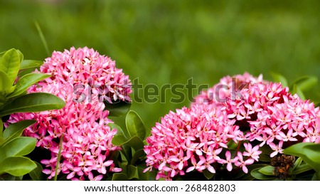 Close up Ixora flower of blooming , pink flower in the garden