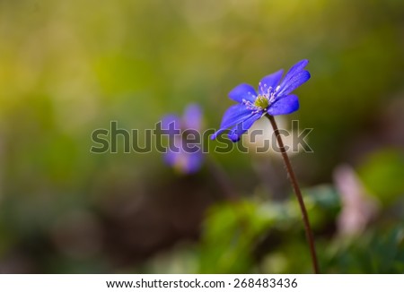 Beautiful blue springtime liverworts (hepatica nobilis) photographed in spring polish forest