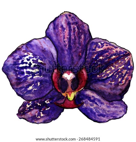 Watercolor violet purple tropical orchid flower isolated vector
