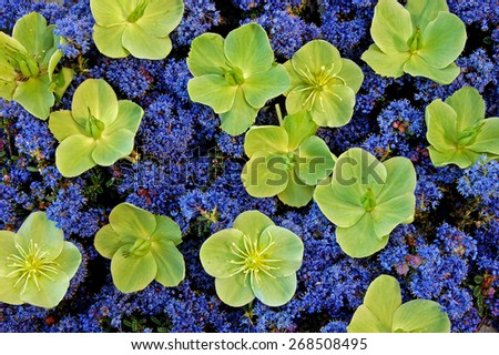 Blue and Green Flowers Background 2