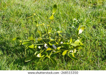 Mistletoe in the meadow