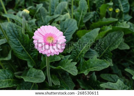 Yellow hearted gerbera bloom with pink petals from close. The picture is taken in a Dutch flower nursery.
