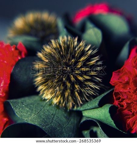Macro of hedgehog-flower. picture