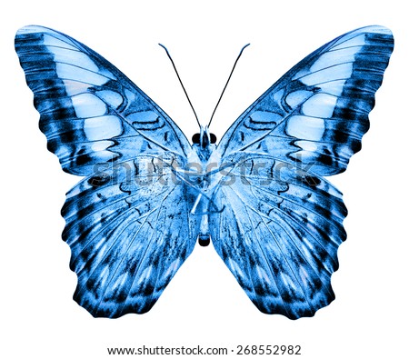 Beautifu lightl blue butterfly in fancy color isolated on white background