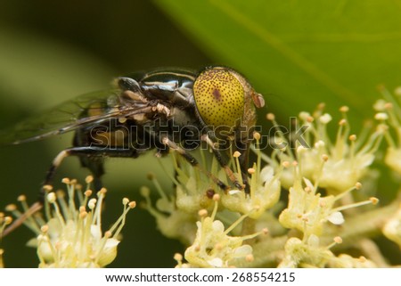 Flower fly on the leaf close up the Eyes