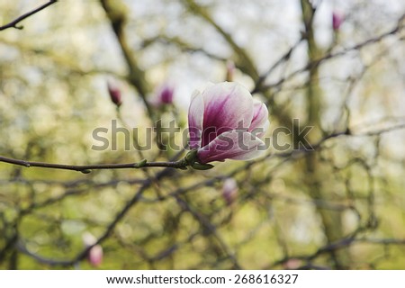 Blossoming of magnolia flowers in spring time, floral background