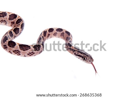 Many Spotted Cat Snake, Boiga multomaculata, on white background