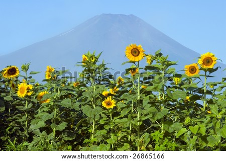 A field of sunflowers with Mount Fuji in the background