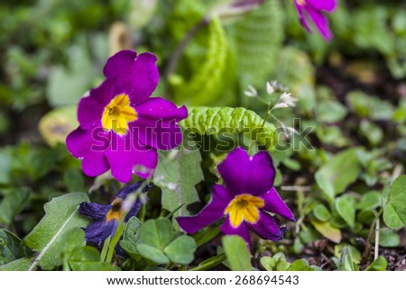 Purple flower and green grass in the background