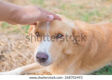 hands caress head of dog