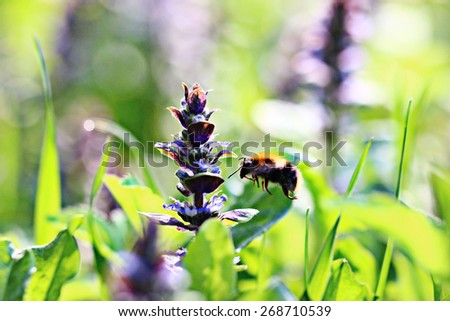 bumblebee blue flowers grass green background