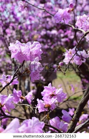 Spring bloom of rhododendron flowers. Pink floral background.