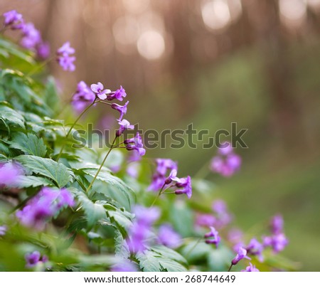 Closeup wild violet flowering meadows, in a spring forest 