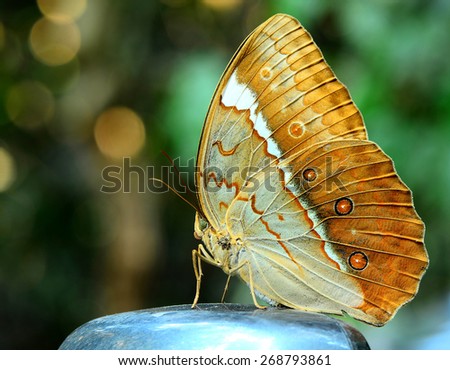 Close up of Beautiful butterfly, Camberdian junglequeen perching on car mirror with nice green background 