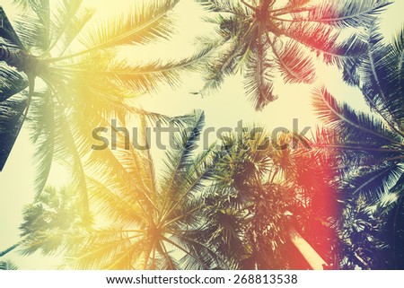 Different palm trees, view from ground, vintage stylized with film light leaks