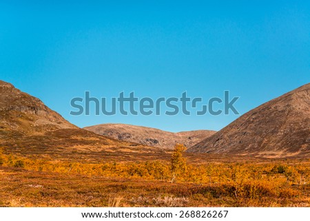 beautiful autumn picture from the mountains of northern Sweden