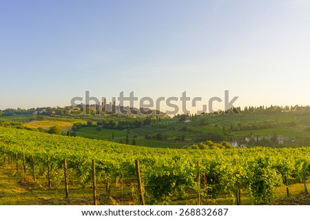On of the many vineyards near San Gimignano in Tuscany, Italy. Morning picture 