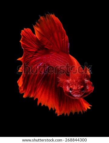 Capture the moving moment of red siamese fighting fish isolated on black background. Betta fish