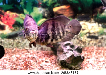 image of a beautiful aquarium fish Astronotusa