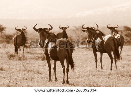 A herd of blue wildebeest in this sepia tone image. Great migration. Kenya