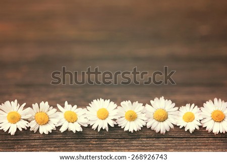 Daisy on wooden background with copy space
