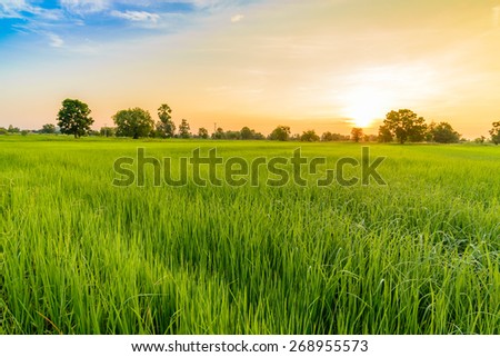 Rice Field in the Morning. Royalty-Free Stock Photo #268955573