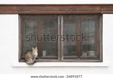 cat sitting by a window