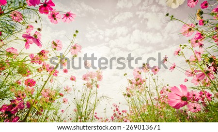 Purple, pink, red, cosmos flowers in the garden with sky clouds background in pastel retro vintage style.soft focus. Royalty-Free Stock Photo #269013671