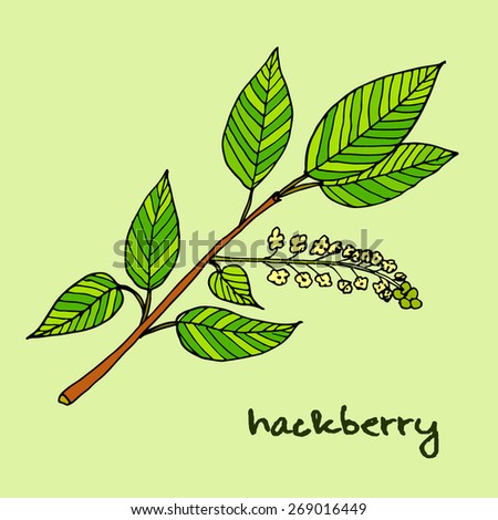 Hackberry branch. Vector illustration Royalty-Free Stock Photo #269016449