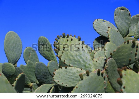 Prickly pear cactus (opuntia ficus-indica, also known as Indian fig opuntia, barbary fig, spineless cactus, cactus pear)