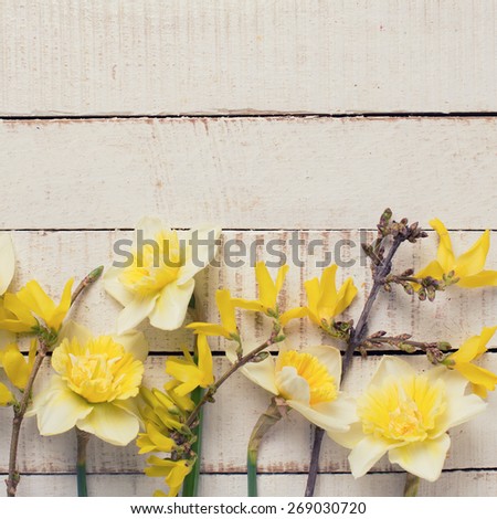 Fresh  spring yellow narcissus  flowers  on white  painted wooden planks. Selective focus. Place for text. Toned image. 
