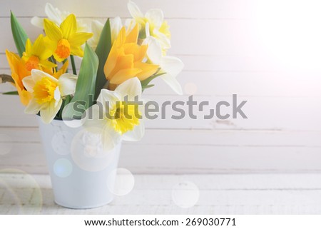 Fresh  spring yellow narcissus and  tulips flowers in bucket in ray of light  on white  painted wooden planks. Selective focus. Place for text. 