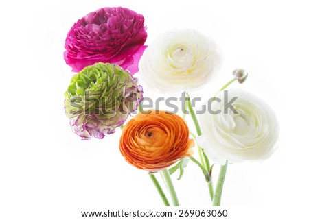 Bouquet of colorful Ranunculus asiaticus flowers isolated on white background