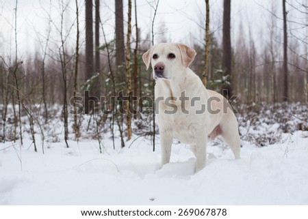The Labrador on walk in the winter wood