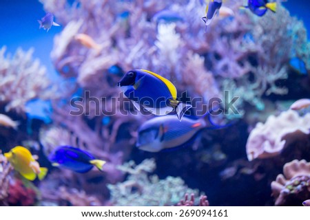 coral reef fishes in the water