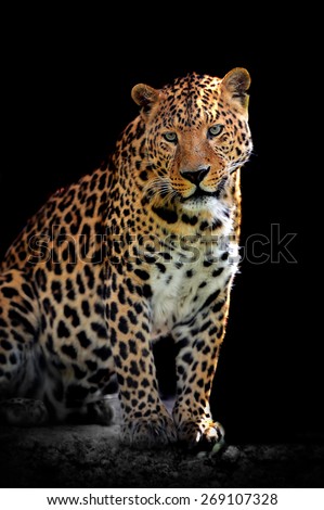 Adult wild leopard in a natural environment