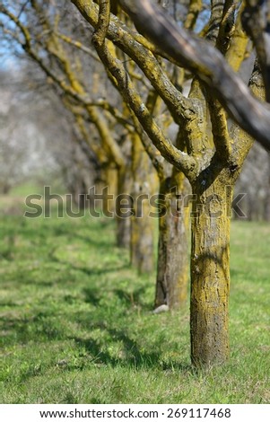 Apple orchard in the spring season 