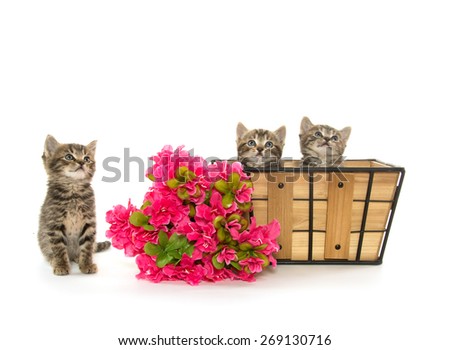 Three baby tabby kittens with a basket and red flowers isolated on white background