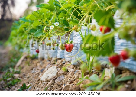 The strawberry berries in the garden in the countryside of Thailand.
