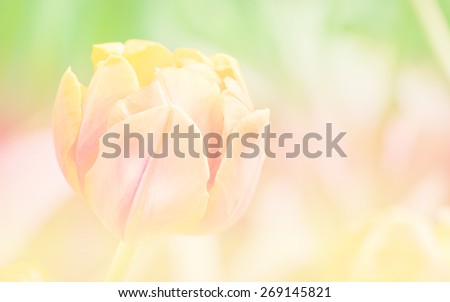 Vintage retro of tulips flower in soft color and blurry style for background with pastel tone.